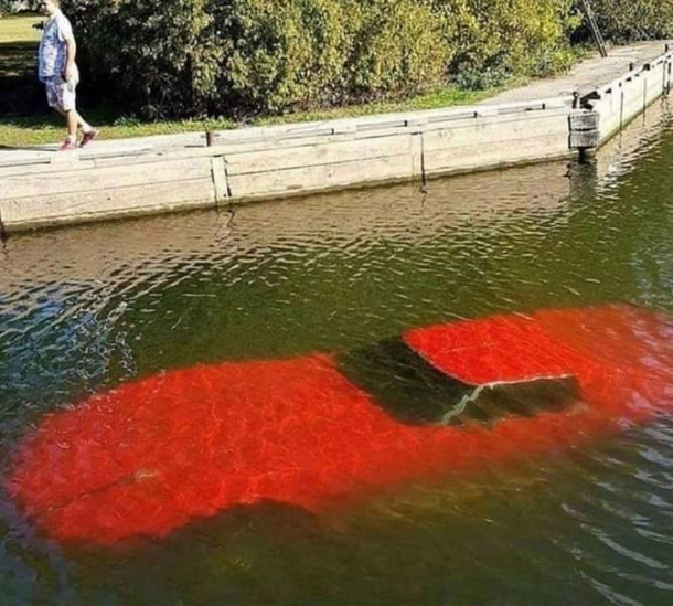 Stingray in its natural habitat