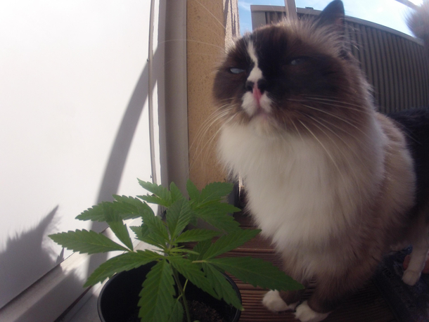 Stoner Cat