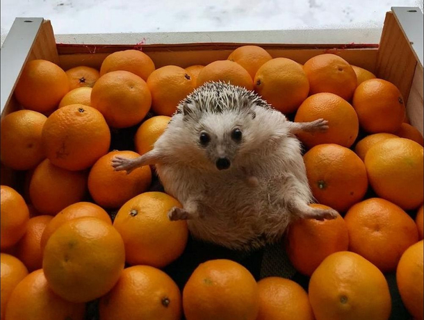 Stop right there These are MINE