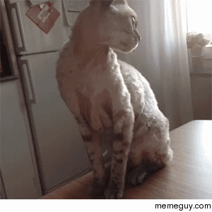 Stop that shit human