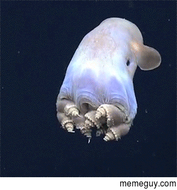 Stop what youre doing enjoy Dumbo Octopus continue on your way with more joy in your life