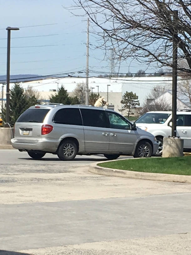 Stopped for gas and saw a llama sticking out of the sunroof of this van