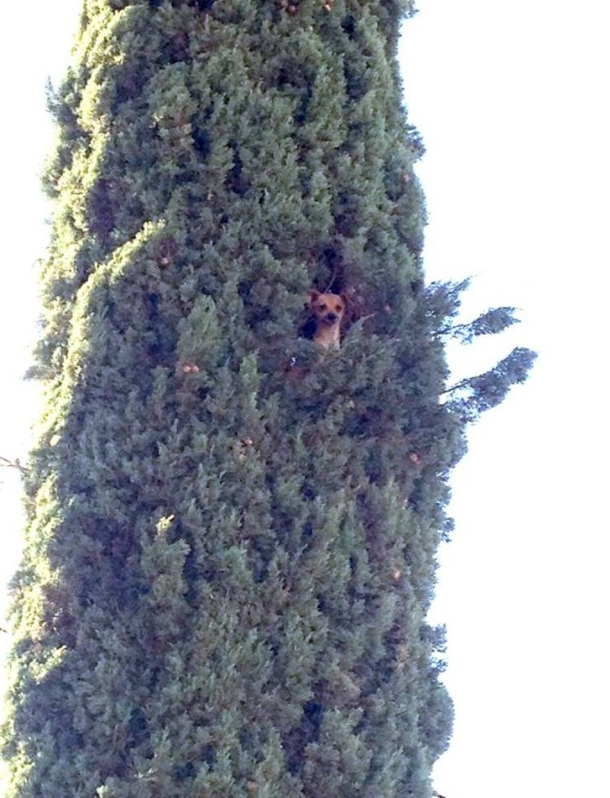 Strange bird looks like a dog