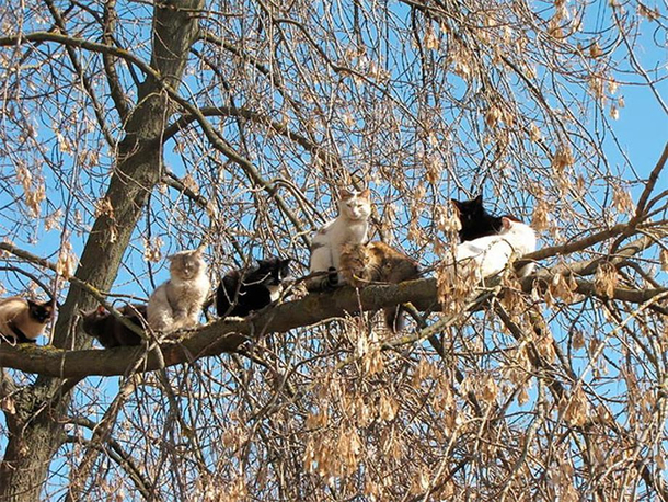 Strange birds gather in the tree