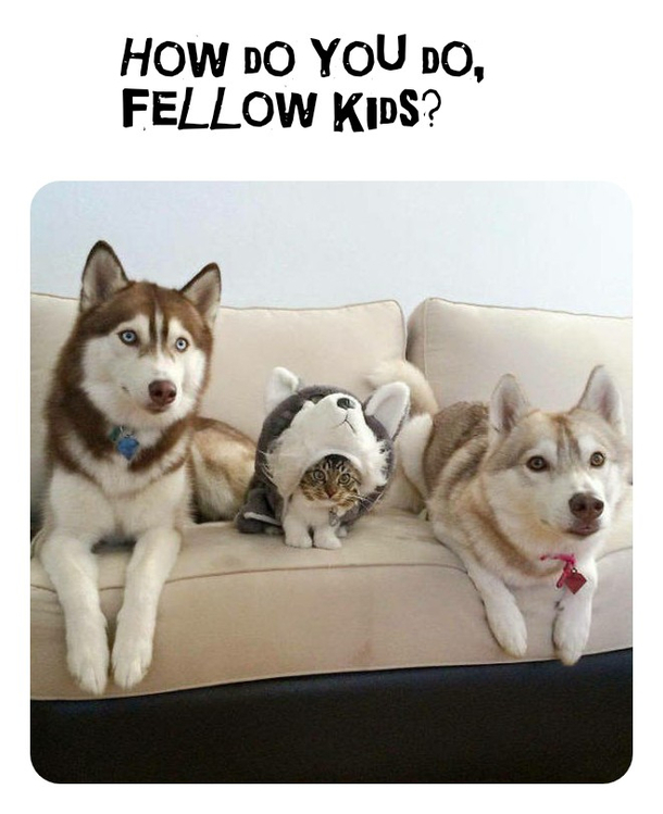 Strange dog