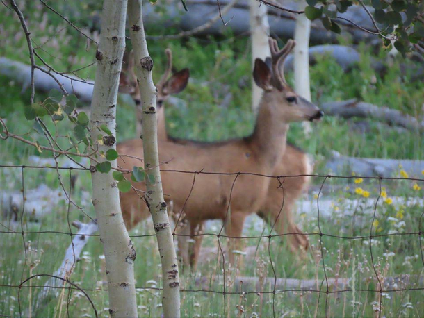 Strange looking deer