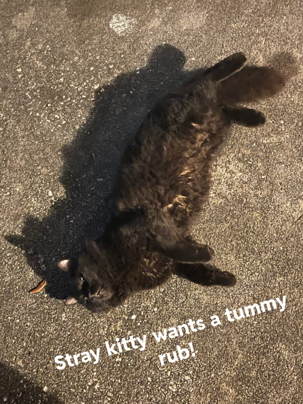 Stray cutie wants a tummy rub