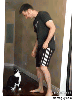 Stretchy Cat