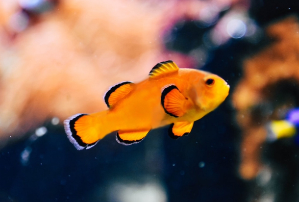 Stripeless clownfish edit