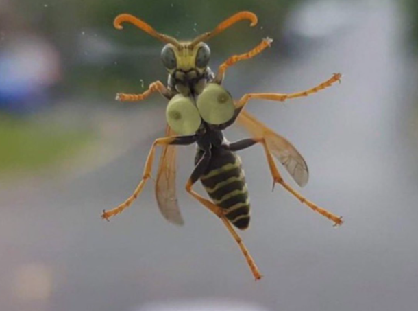 Stripper hornet finally saved enough money to get that operation
