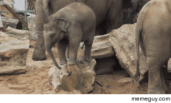 Stuck on a log