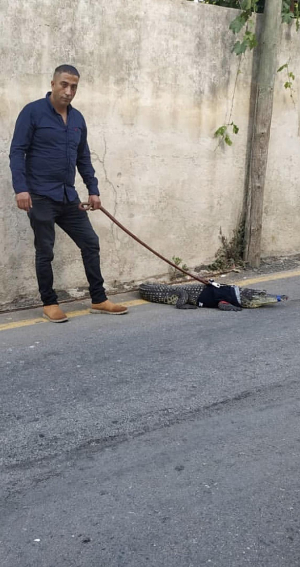 Stumbled across a dude walking a goddamn alligator in a sweater on my way to work