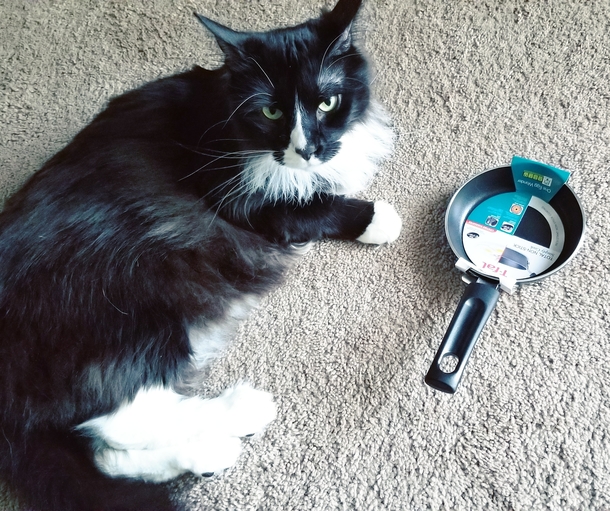 Stupid Amazon Ive been duped I saw a nonstick pan on clearance for  off so I was like hell yeah and ordered it And just take a look at this little piece of shit that just arrived at my house  Fat Cat for scale