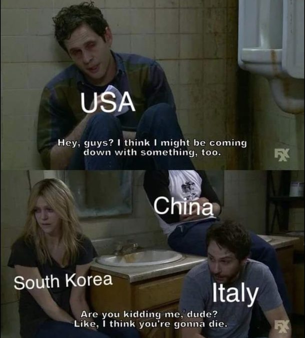 Stupid bird