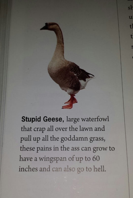 Stupid Geese