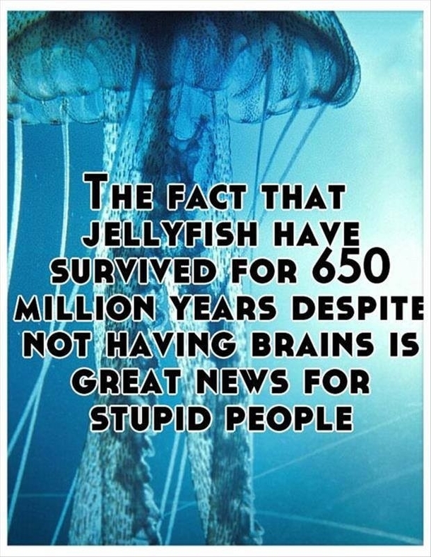 Stupid people have it going for themselves