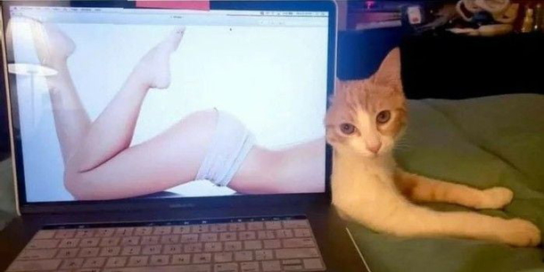 Stupid sexy kitten