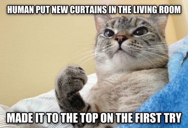 Success Cat doesnt mind if you redecorate