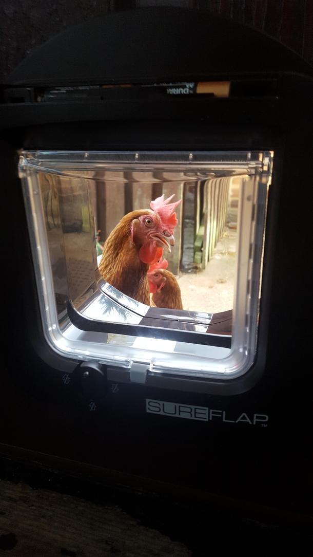 Successfully installed new microchip catflap Now I have a couple of ladies in a fowl mood because they cant come in