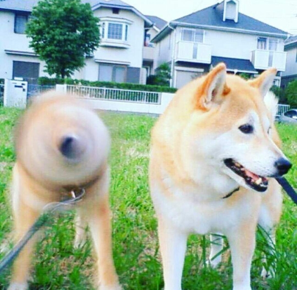 Such speed Very shake