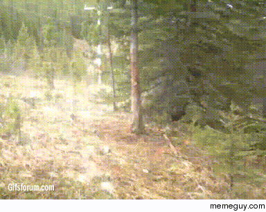 Suddenly BEARS