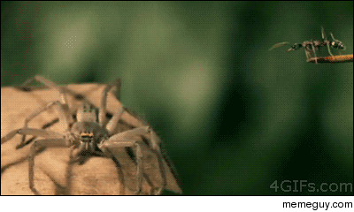 suicidal ant