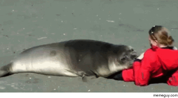 Sun Sand and Seal