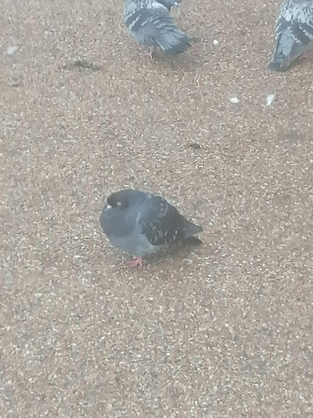 Supa chonky