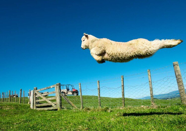 Super Sheep to the rescue