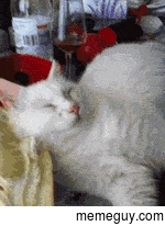 Surest way to wake Kitty up