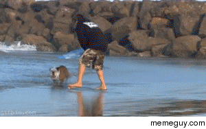 Surfing Bull Dog