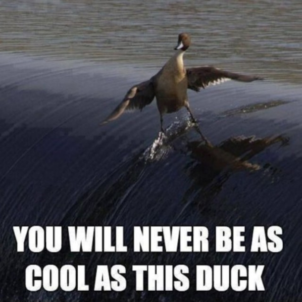 Surfs up quackers