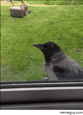 Surprise Mofo