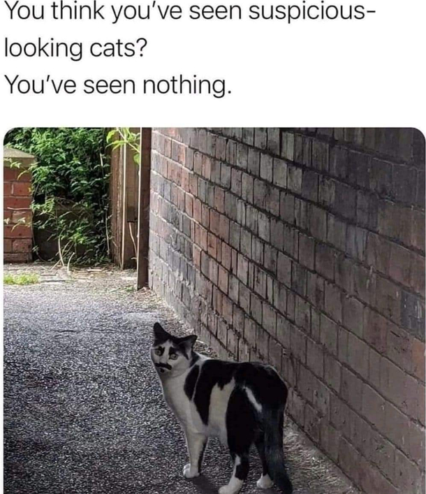 suspicious kitty