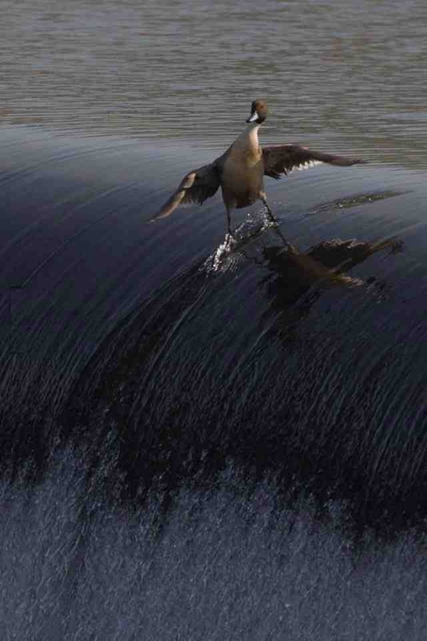 Suuuurrffiinnnnn Biiiird