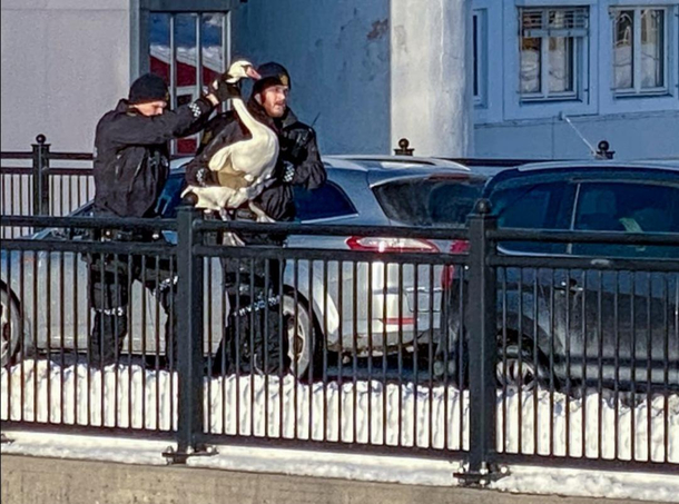 Swane arrested in Os Norway for attacking several people The rare swane is now taken out