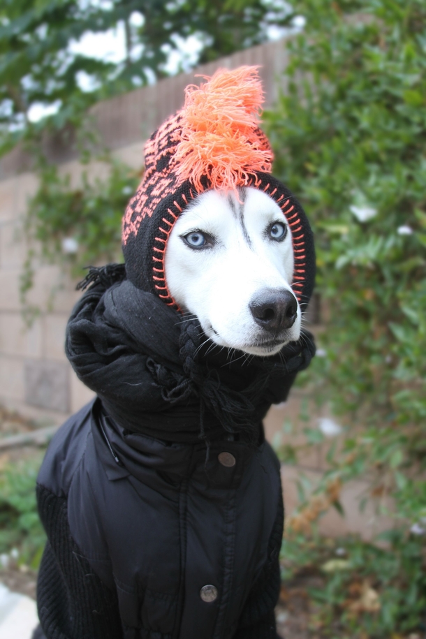 Sweater Weather Husky