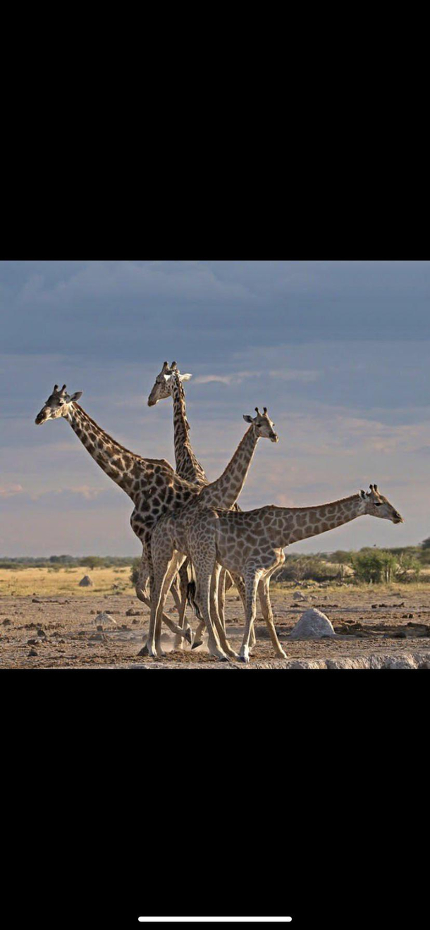 Swiss Army Giraffes