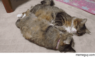 Synchronized Kitties