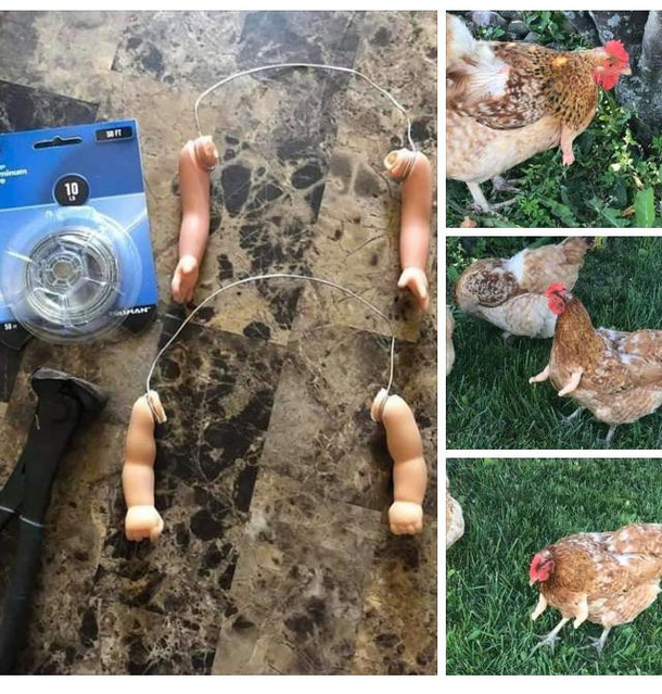 T-Rex  Chicken  DIY Kit