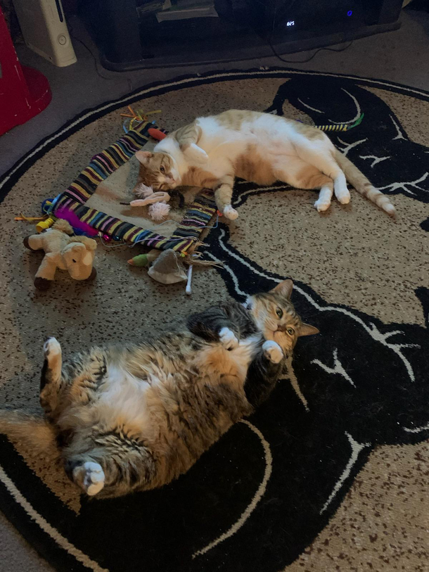 Taco and Peanut high on catnip