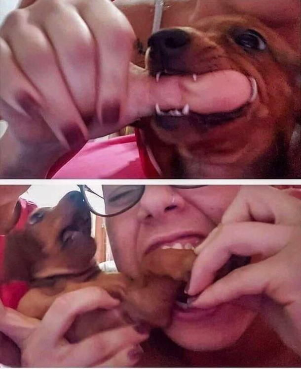 Take that bitch-ass puppy