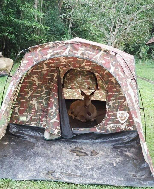 Take your deer to hunting day