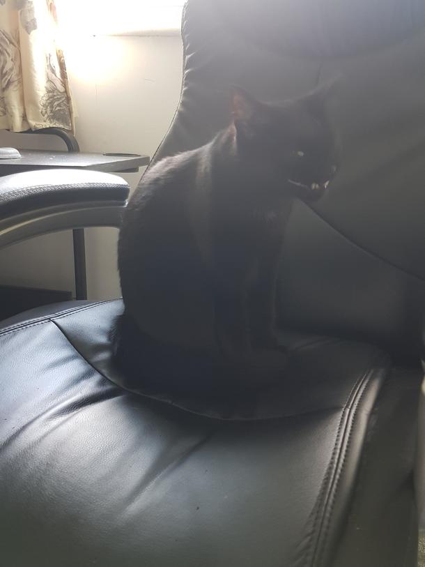 Taking a picture of my cat mid yawn Send help