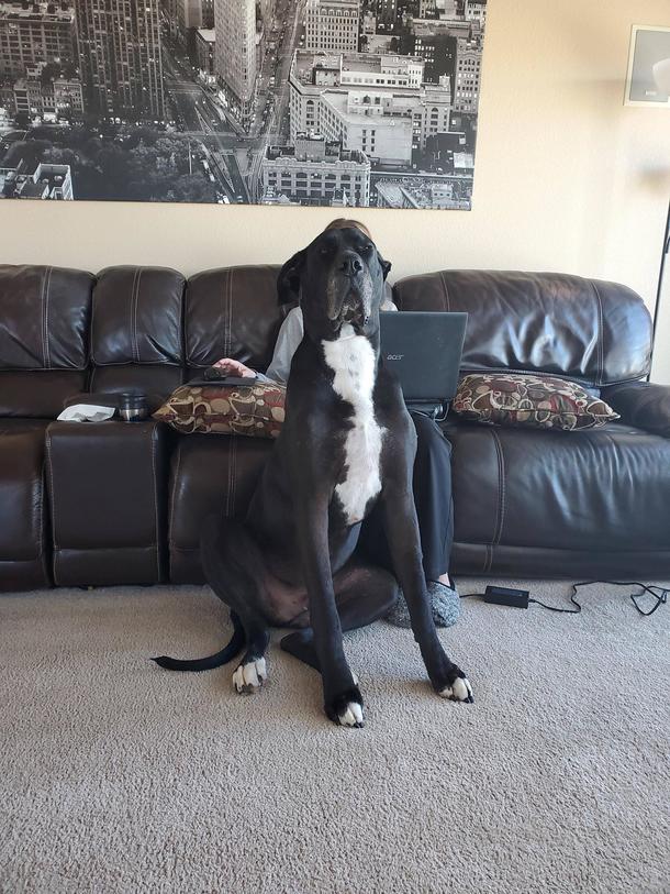 Taking a picture of my wifethen Great Dane problems