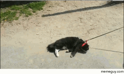 Taking my cat for a walk