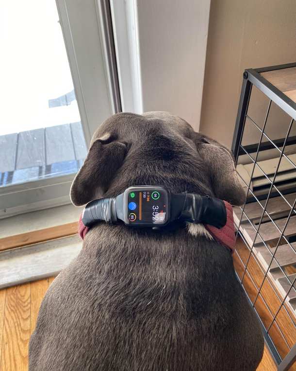 Taking my dog on her first trip Dont wanna lose her