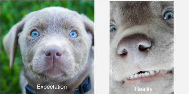 Taking pictures of your pets 