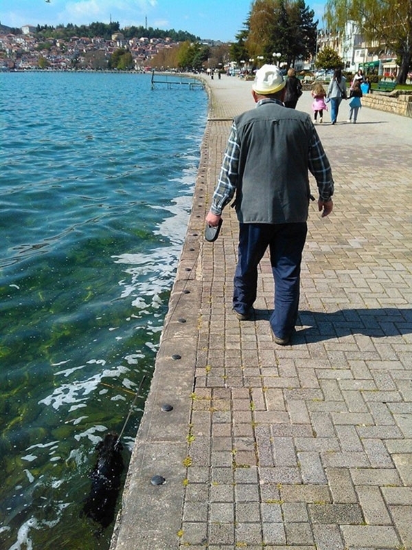 Taking your dog for a swim