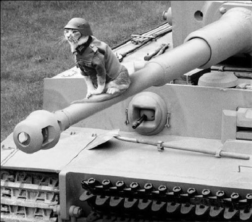 Tank Catmander